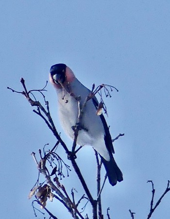 Eurasian Bullfinch Makomanai Park Wed, 2/21/2024