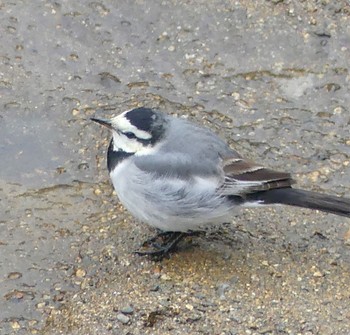 White Wagtail 定山渓 Wed, 2/21/2024