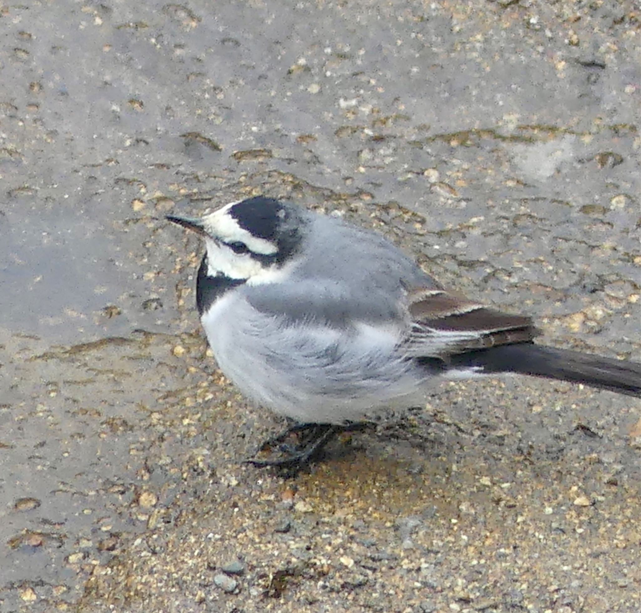 Photo of White Wagtail at 定山渓 by xuuhiro