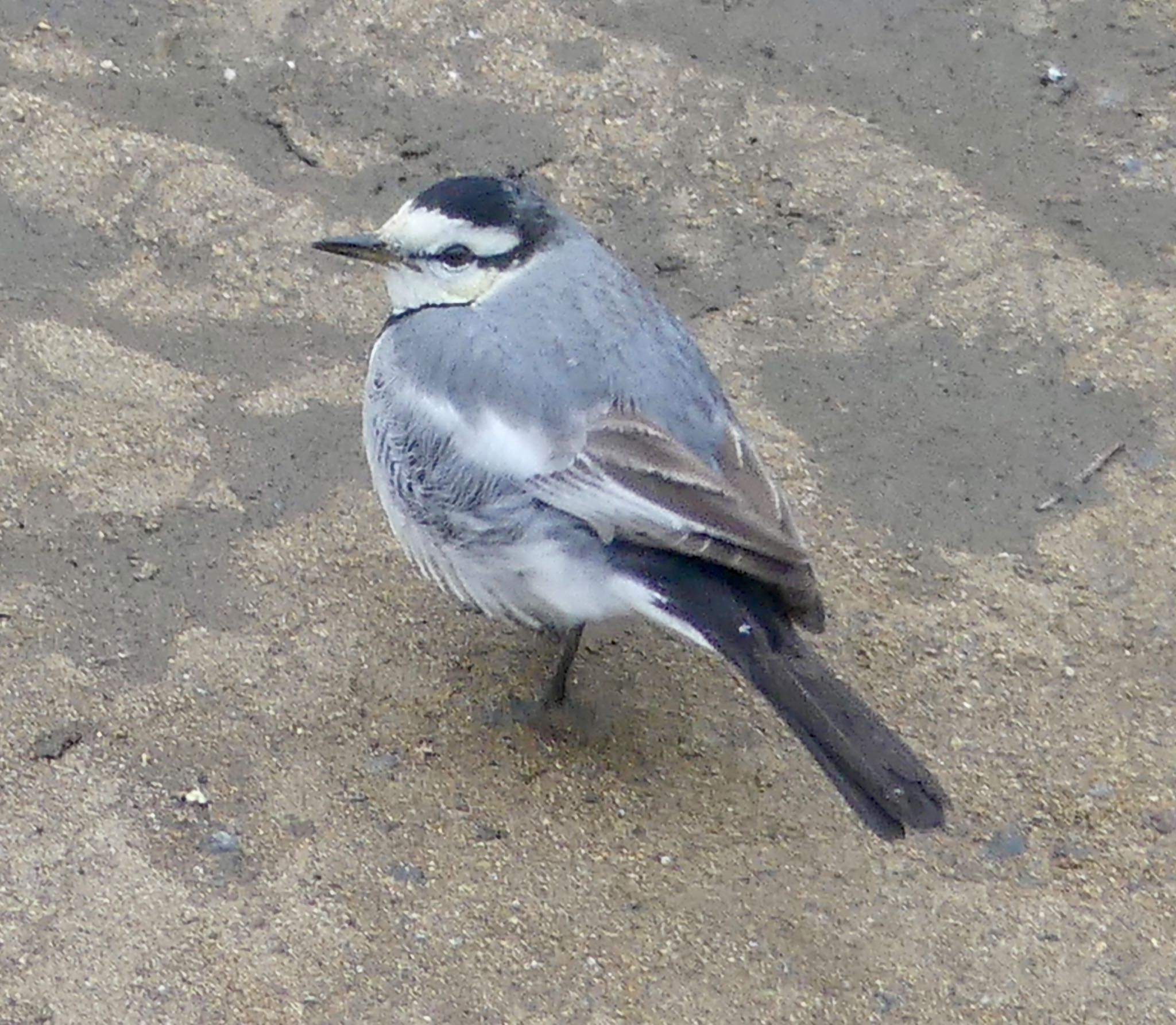 Photo of White Wagtail at 定山渓 by xuuhiro