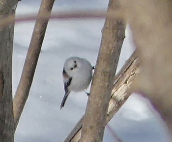 Long-tailed tit(japonicus) Makomanai Park Wed, 2/21/2024