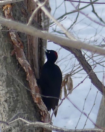 Black Woodpecker 真駒内川 Wed, 2/21/2024