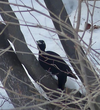 Black Woodpecker 真駒内川 Wed, 2/21/2024