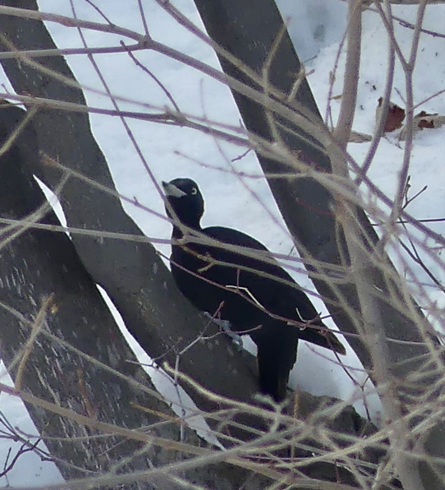 Photo of Black Woodpecker at 真駒内川 by xuuhiro