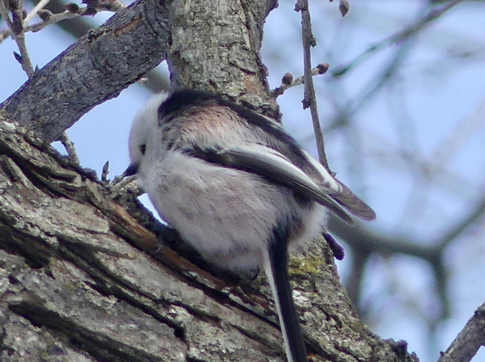 Photo of Long-tailed tit(japonicus) at  by xuuhiro