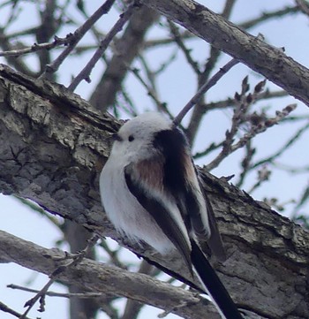 Long-tailed tit(japonicus) 真駒内 Wed, 2/21/2024