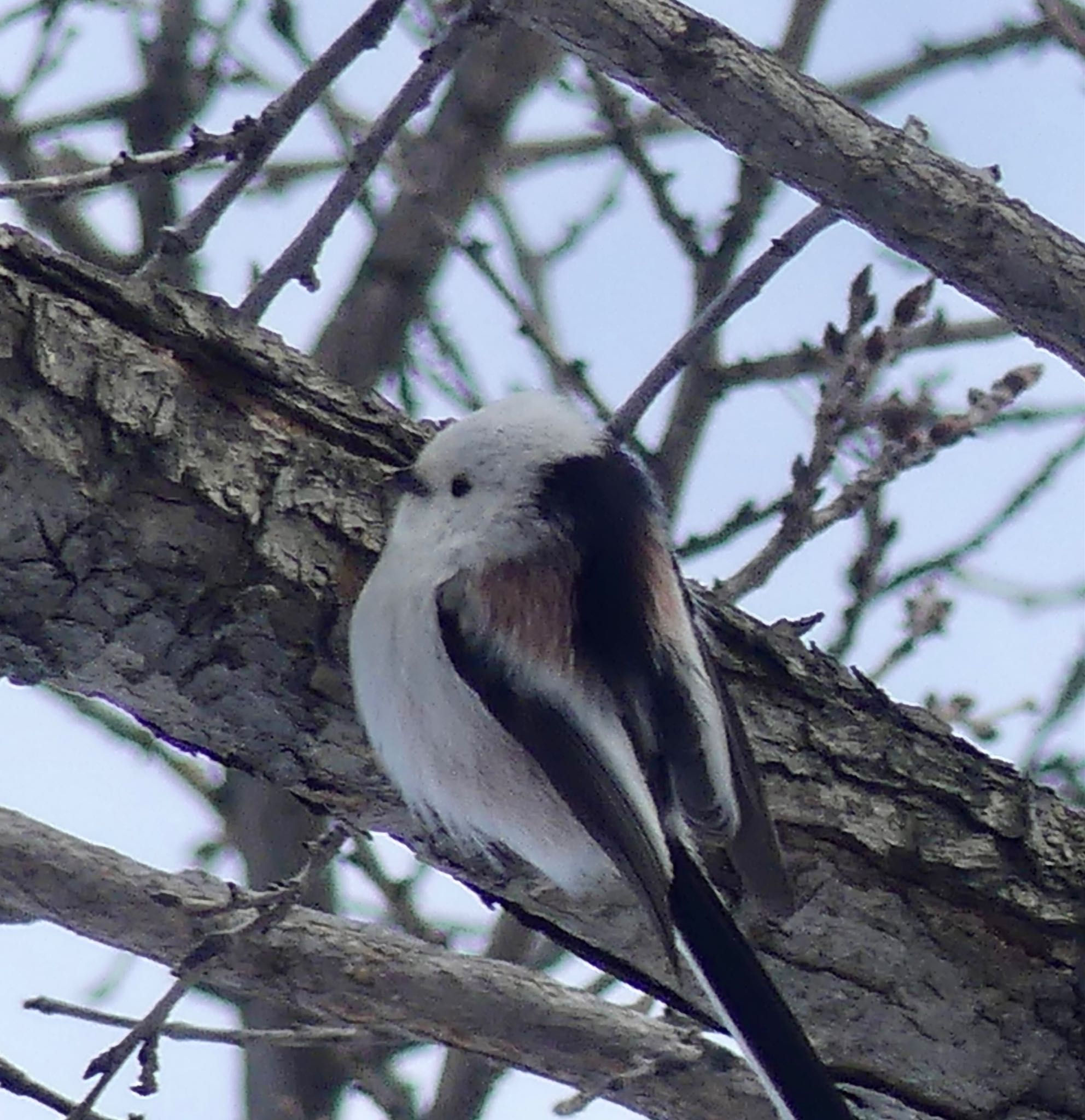 Photo of Long-tailed tit(japonicus) at 真駒内 by xuuhiro