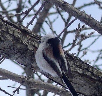 Long-tailed tit(japonicus) 真駒内 Wed, 2/21/2024