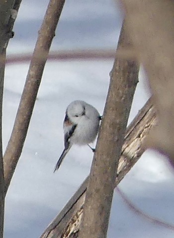 Long-tailed tit(japonicus) Makomanai Park Wed, 2/21/2024