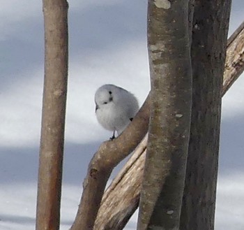 Long-tailed tit(japonicus) Makomanai Park Wed, 2/21/2024