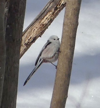 Long-tailed tit(japonicus) Makomanai Park Wed, 2/21/2024