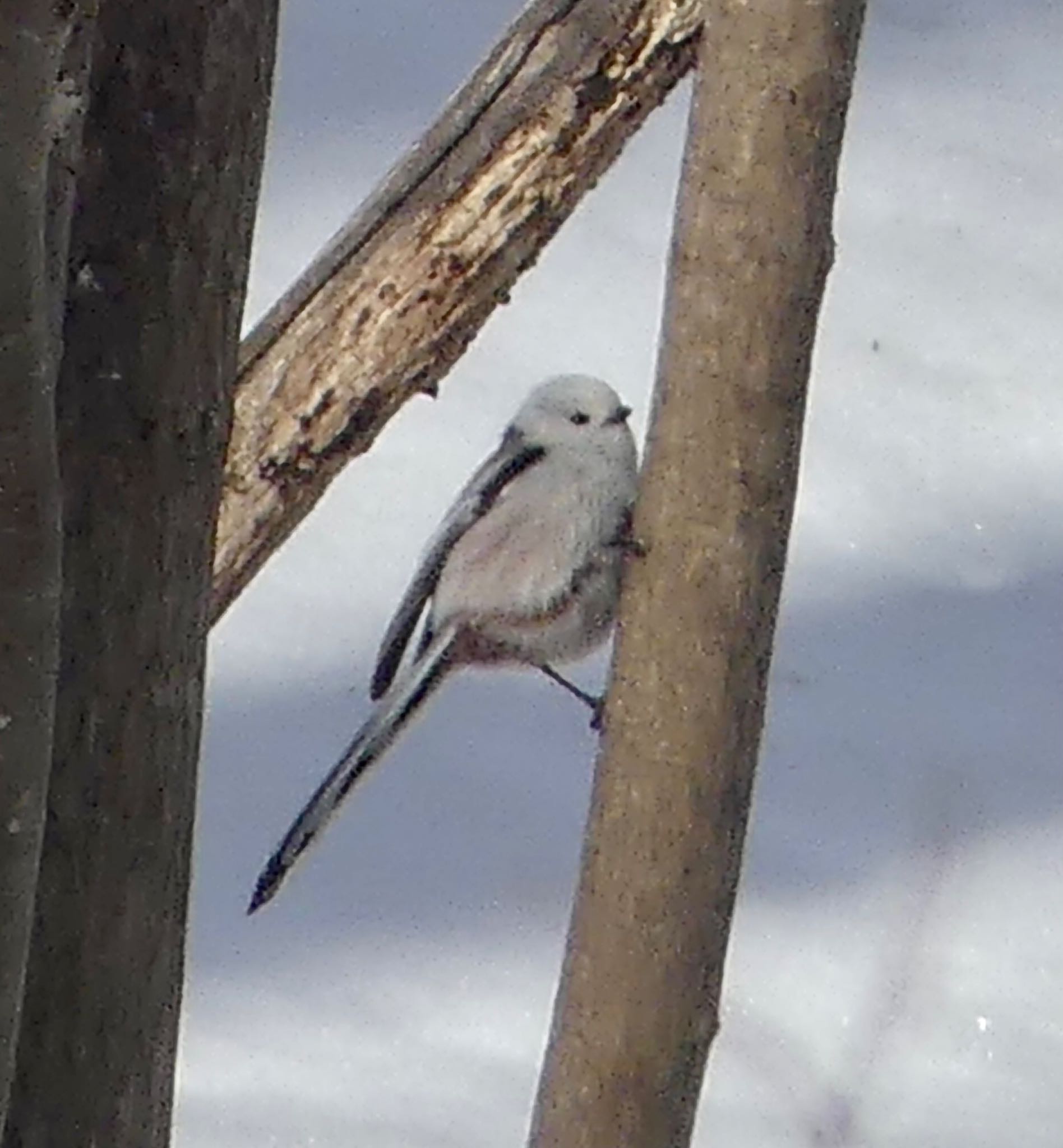 Photo of Long-tailed tit(japonicus) at Makomanai Park by xuuhiro