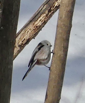 Long-tailed tit(japonicus) Makomanai Park Wed, 2/21/2024