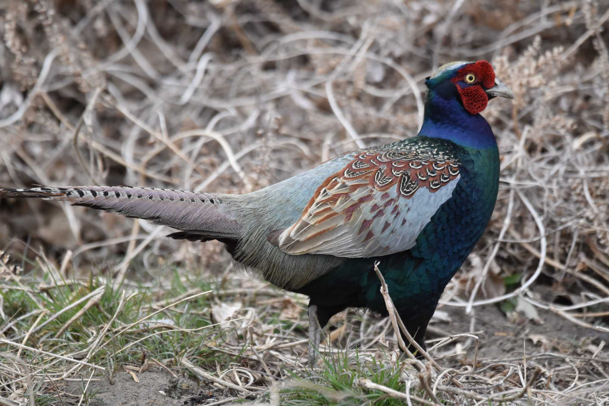 Photo of Green Pheasant at Watarase Yusuichi (Wetland) by みやさん