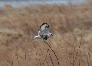 Rough-legged Buzzard 群馬県 Sun, 2/18/2024