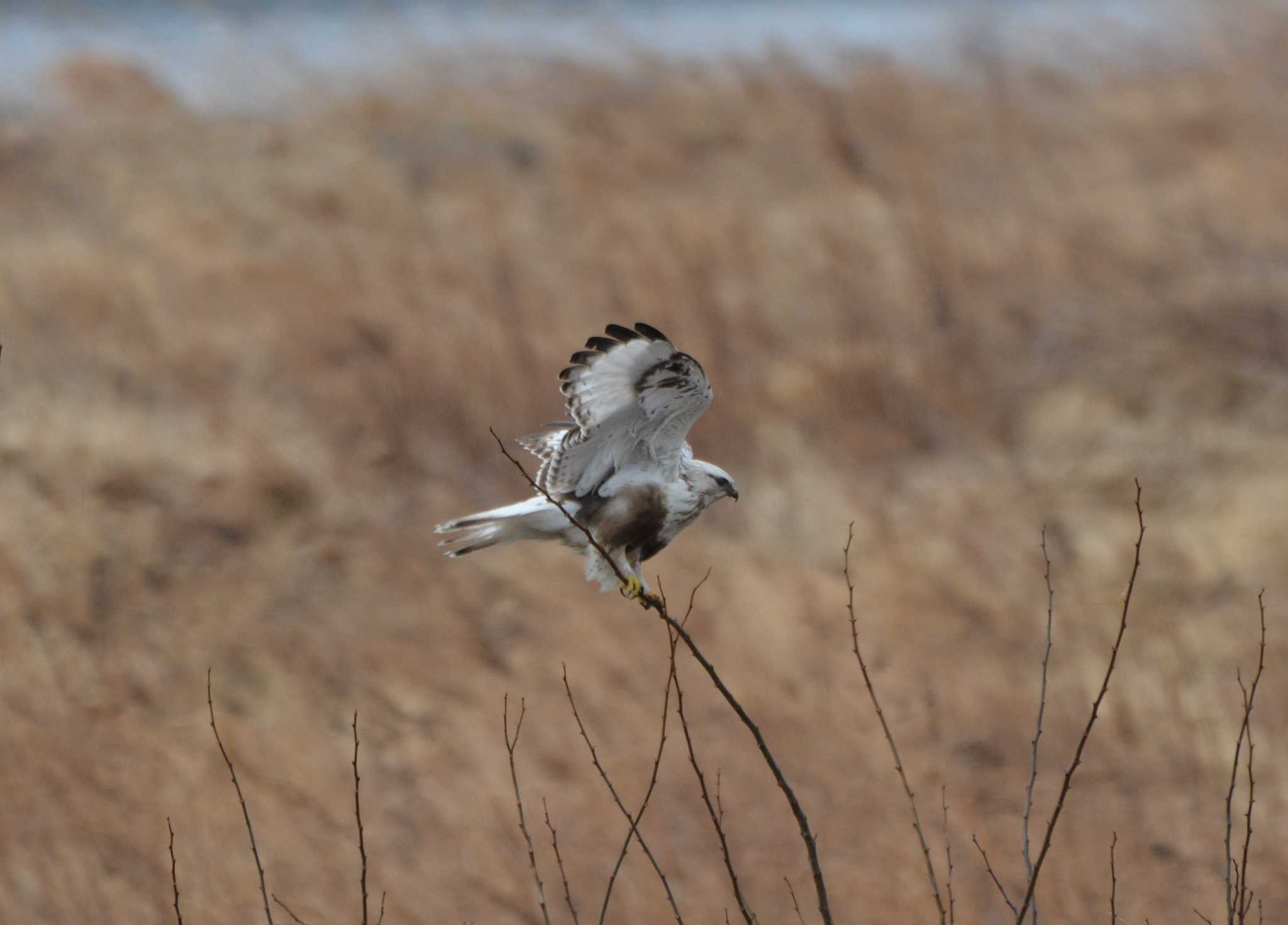 Photo of Rough-legged Buzzard at 群馬県 by みやさん