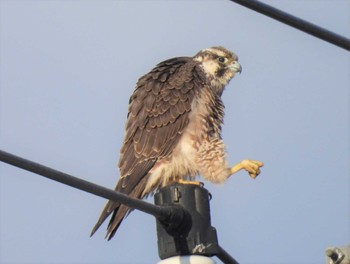 Peregrine Falcon(calidus) 群馬県館林市 Sun, 2/18/2024