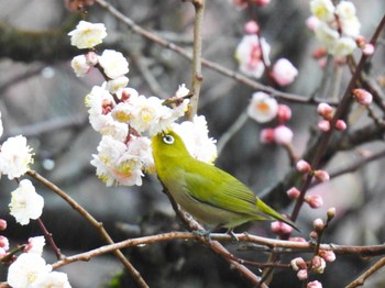 Warbling White-eye 岐阜梅林公園 Wed, 2/21/2024