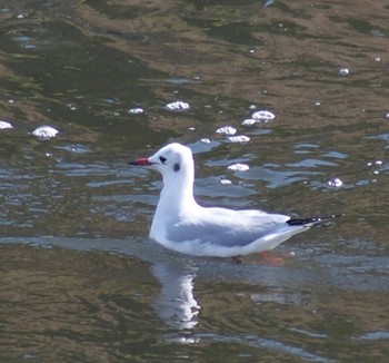 2024年2月18日(日) 鶴見川の野鳥観察記録