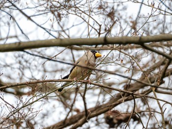 Japanese Grosbeak 京都府立植物園 Sun, 2/18/2024