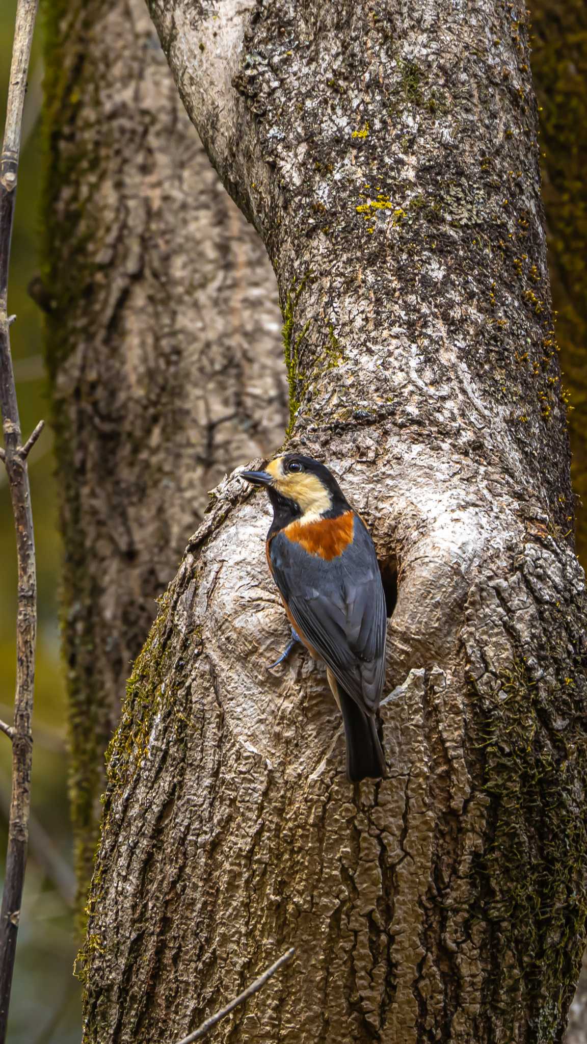 Varied Tit