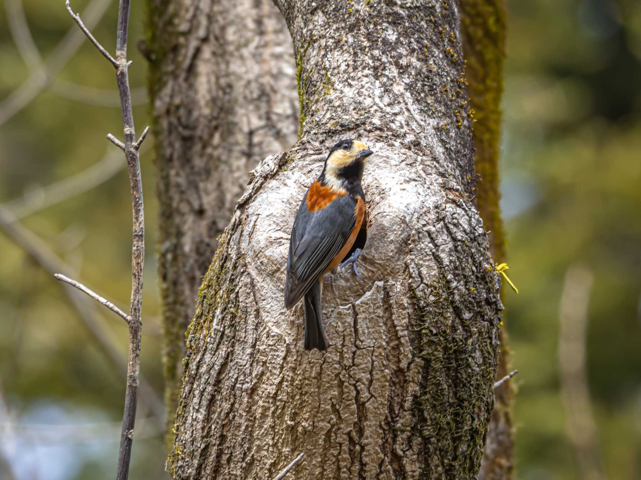 Varied Tit