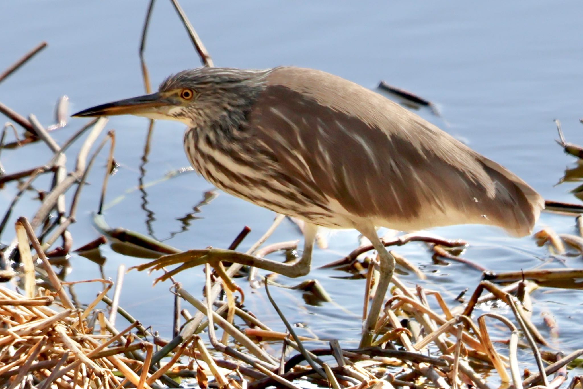 Chinese Pond Heron