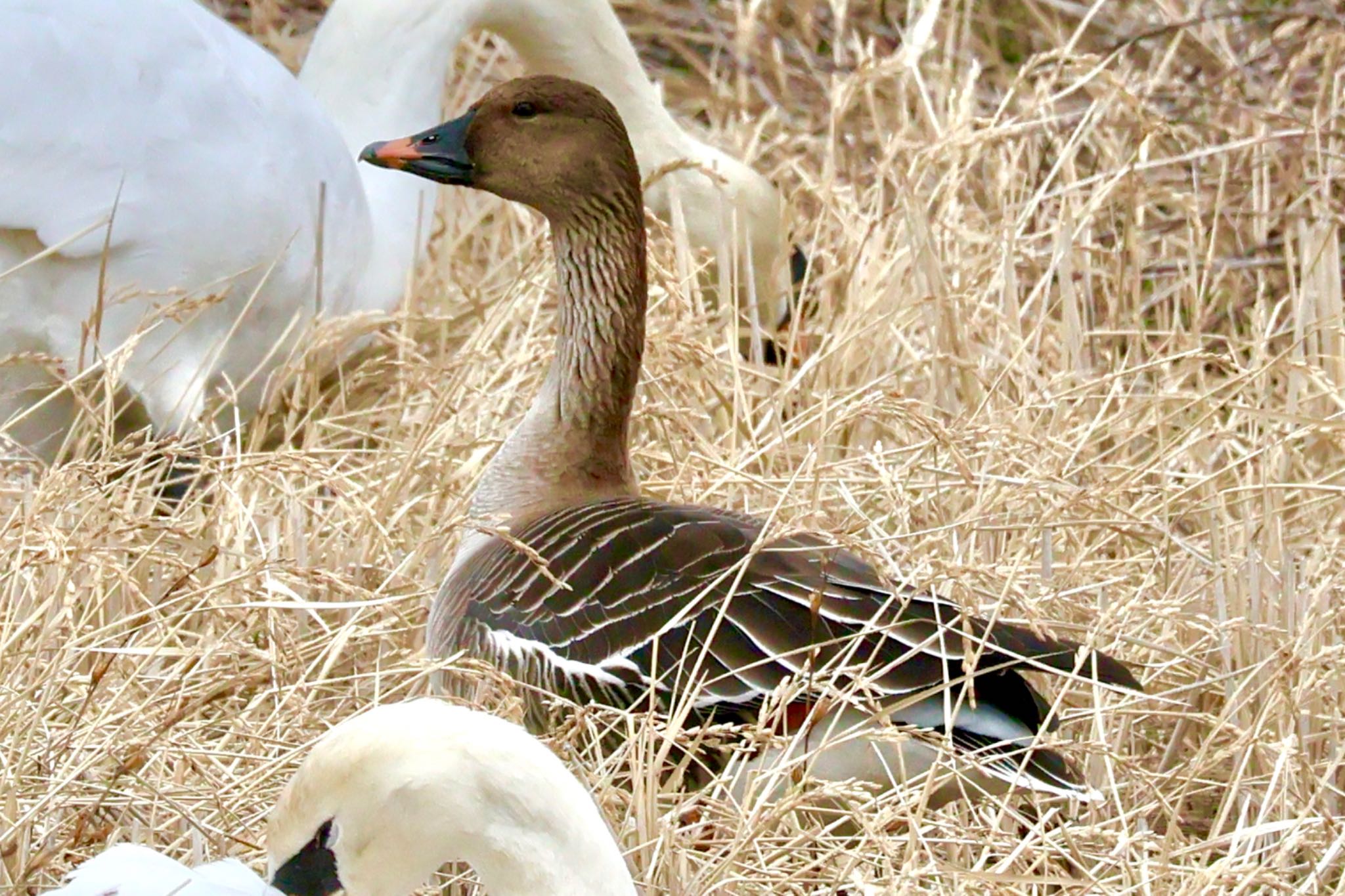 Photo of Tundra Bean Goose at Teganuma by カバ山PE太郎