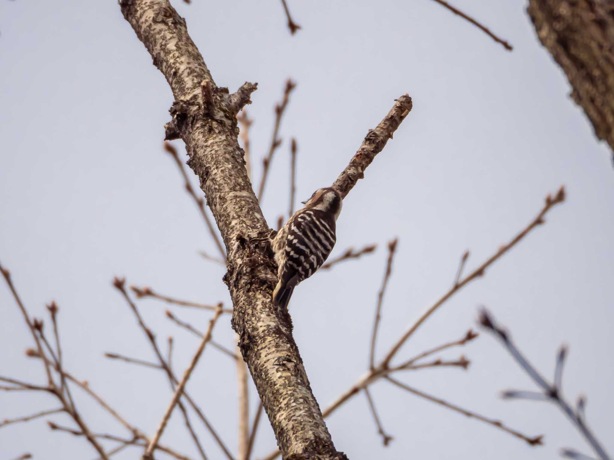 Japanese Pygmy Woodpecker