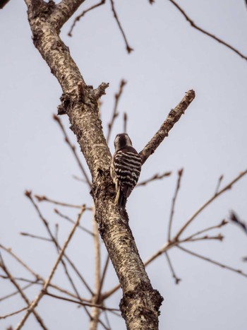 Japanese Pygmy Woodpecker 京都府立植物園 Sun, 2/18/2024