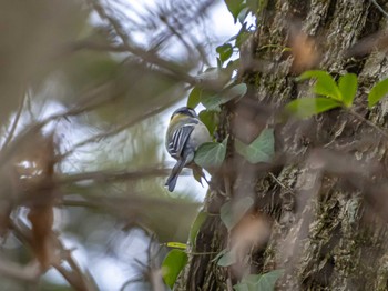 Japanese Tit 京都府立植物園 Sun, 2/18/2024