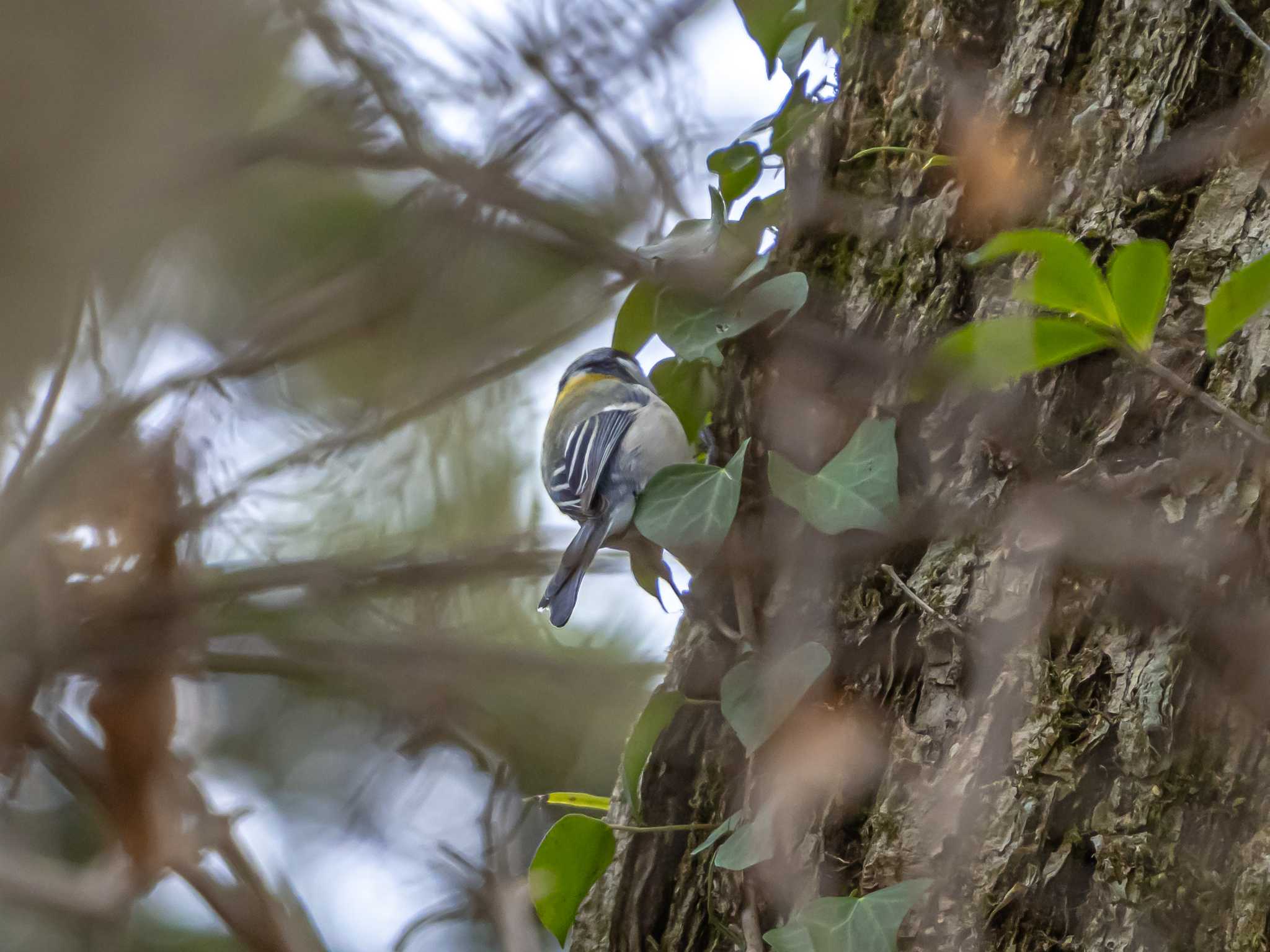 Photo of Japanese Tit at 京都府立植物園 by かいんぷす