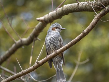 Brown-eared Bulbul 京都府立植物園 Sun, 2/18/2024