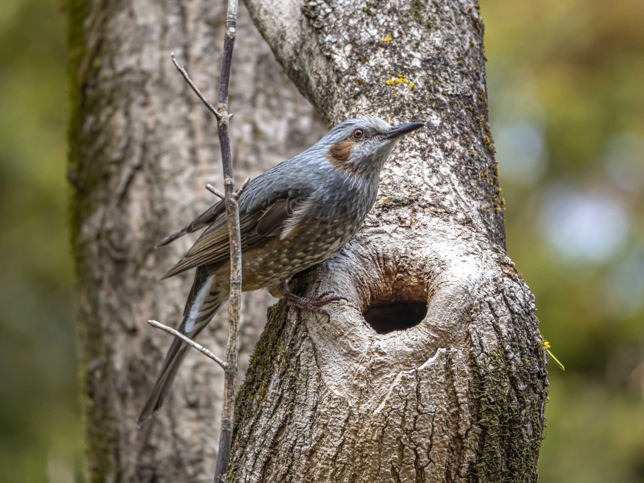 Brown-eared Bulbul