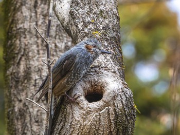 Brown-eared Bulbul 京都府立植物園 Sun, 2/18/2024