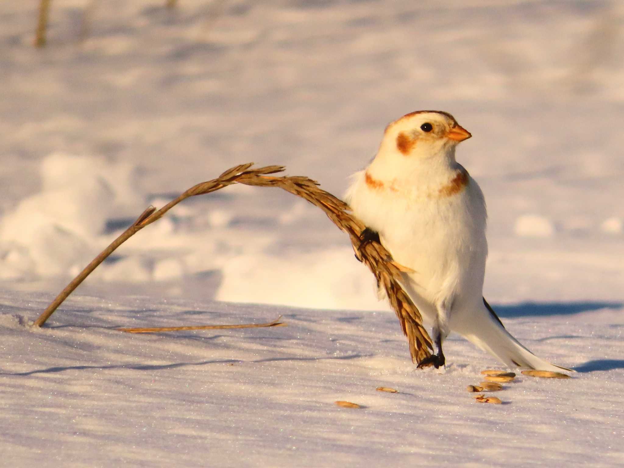 Snow Bunting