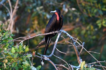 Magnificent Frigatebird コスタリカ Sat, 2/10/2024