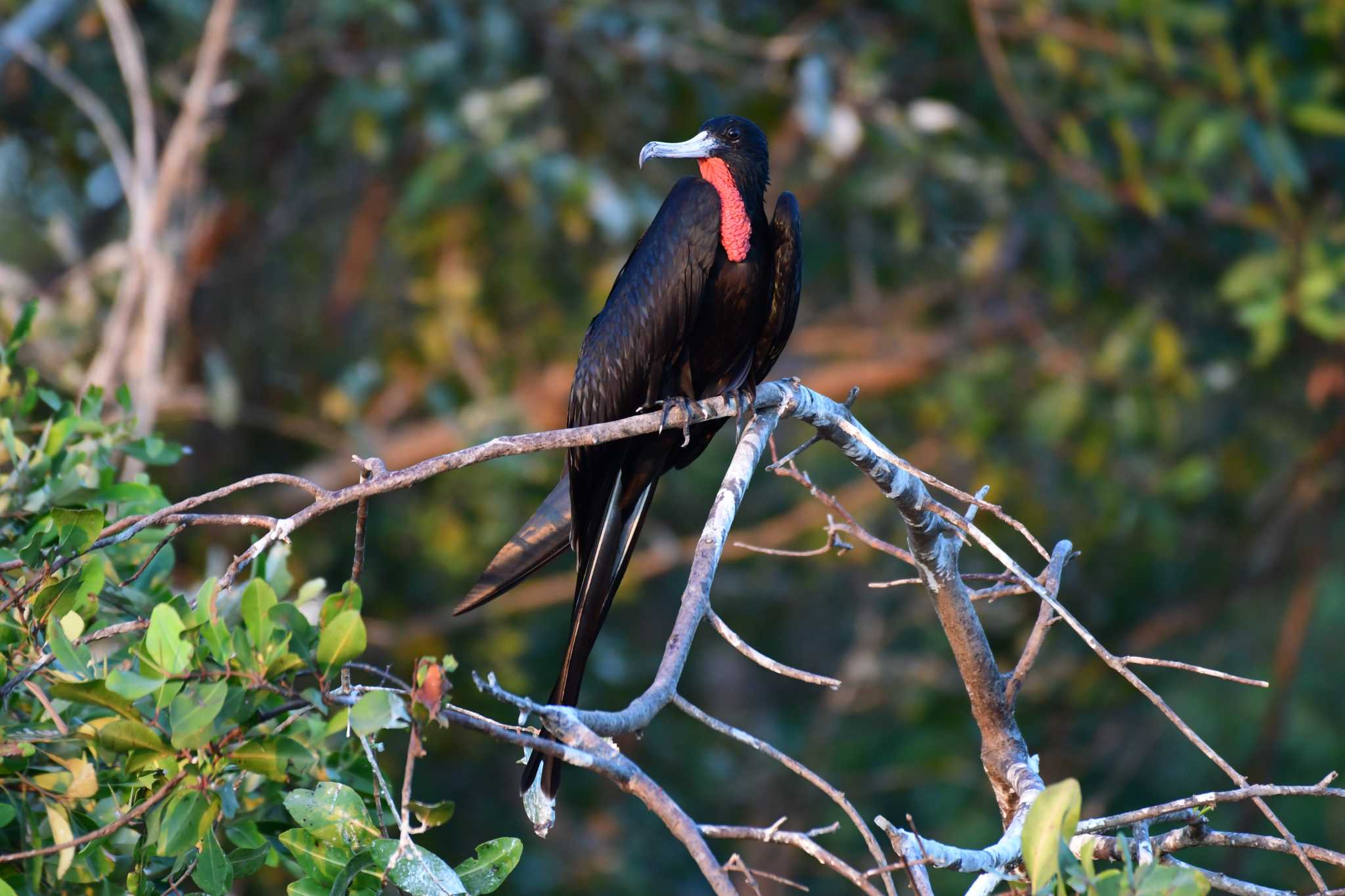 Photo of Magnificent Frigatebird at コスタリカ by でみこ