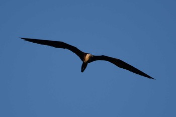 Magnificent Frigatebird コスタリカ Sat, 2/10/2024