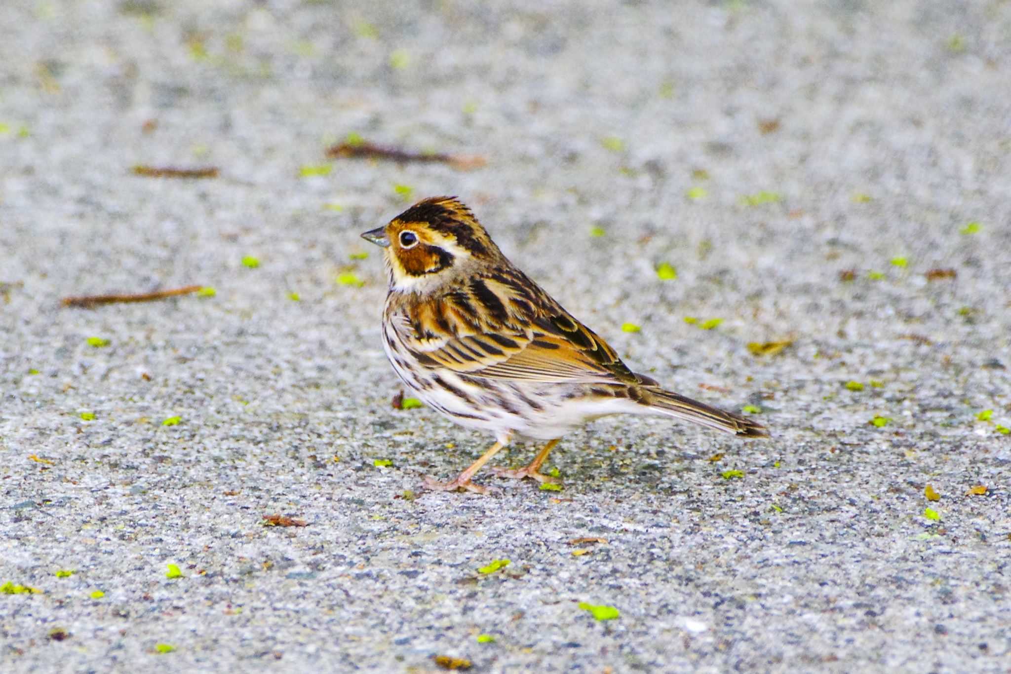 Photo of Little Bunting at Tobishima Island by BW11558