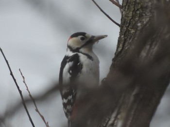 2024年2月4日(日) 渡良瀬遊水地の野鳥観察記録