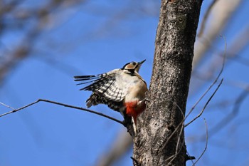 Great Spotted Woodpecker 栃木県 Sun, 2/18/2024