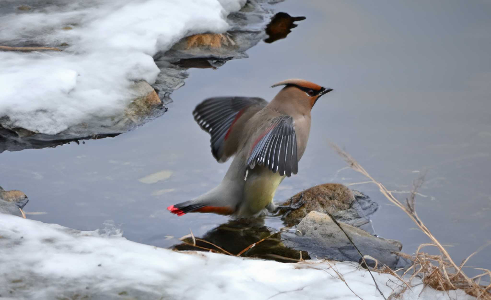 Photo of Japanese Waxwing at 群馬県 by Yokai