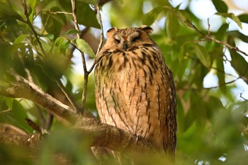 Long-eared Owl 関東地方 Sun, 2/18/2024