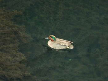 2024年2月21日(水) 平和の森公園、妙正寺川の野鳥観察記録