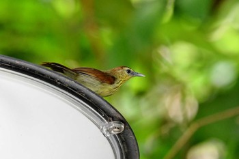 ムナフムシクイチメドリ Bukit Batok Nature Park (Singapore) 2018年11月10日(土)