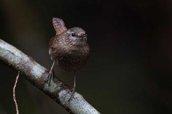 Eurasian Wren Unknown Spots Sun, 2/18/2024