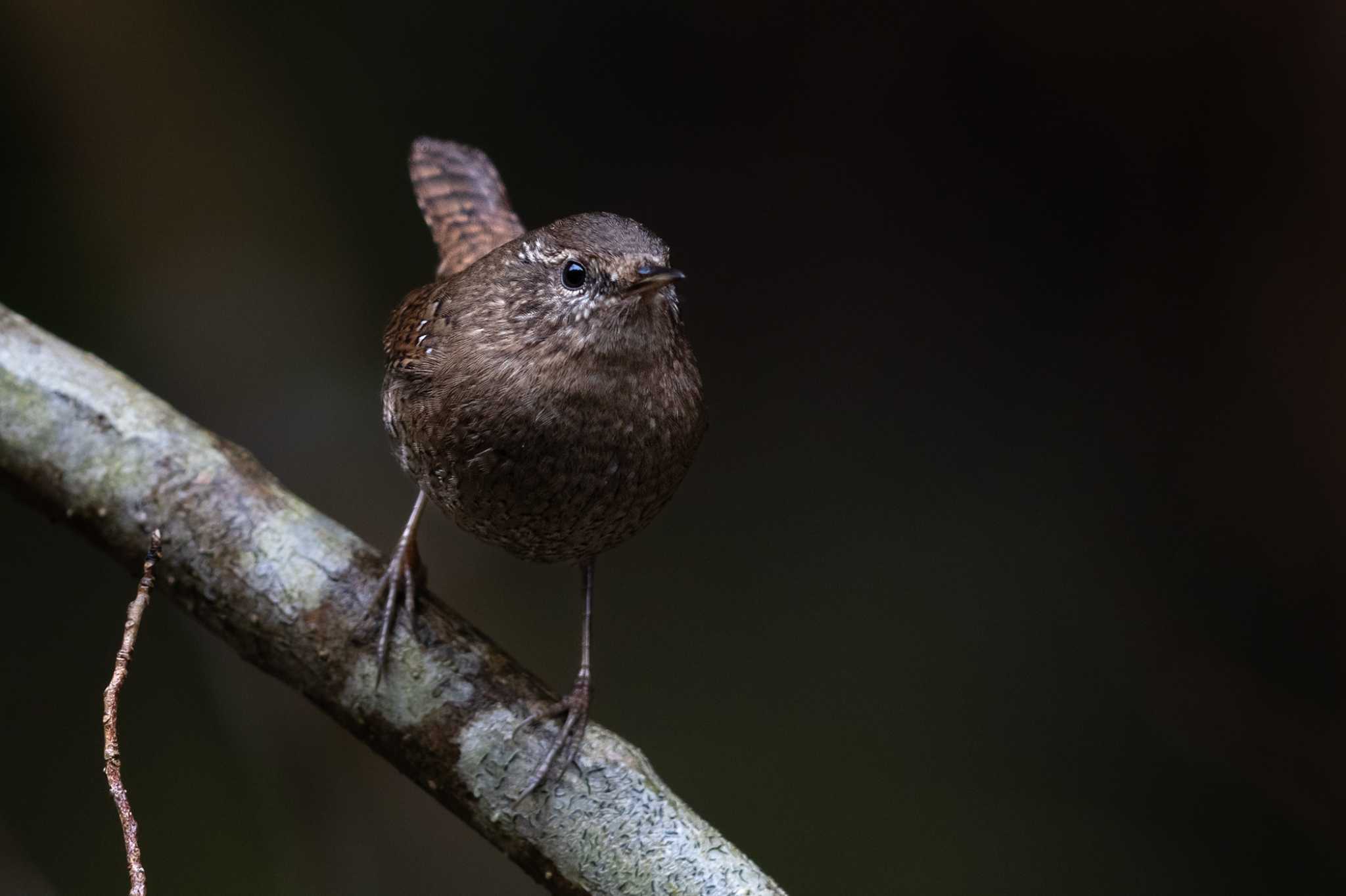 Photo of Eurasian Wren at  by My