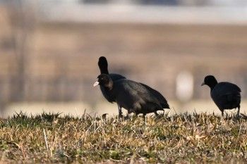 Eurasian Coot 大沼(宮城県仙台市) Sun, 2/4/2024