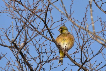 Grey-capped Greenfinch 大沼(宮城県仙台市) Sun, 2/4/2024